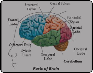 Headache & Migrane - Union Yoga Ayurveda