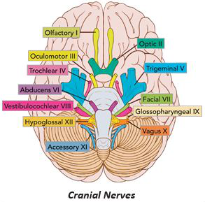 Headache & Migrane - Union Yoga Ayurveda