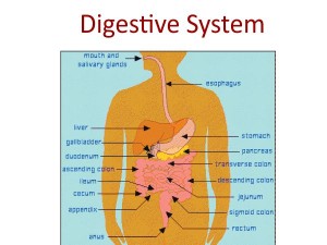 Digestive System 300x225