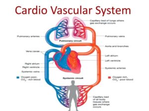 Cardio Vascular System